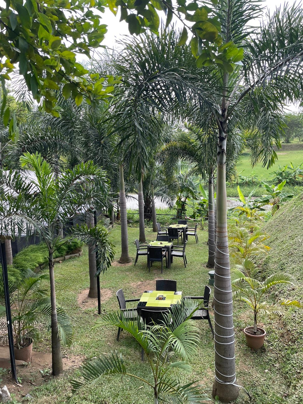 Lush palm garden with outdoor seating areas on manicured grounds