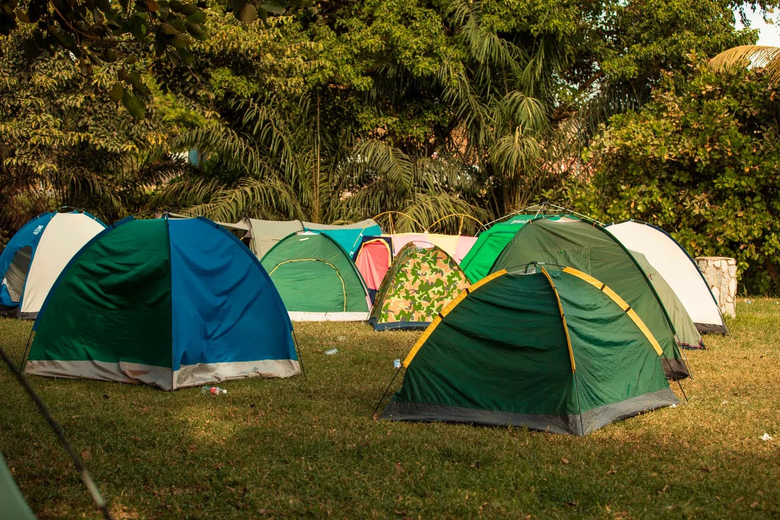 Green and blue tents pitched under tall palm trees